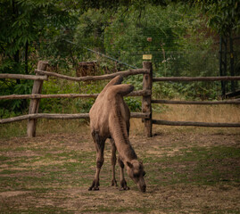 Obraz premium Brown camel on dirty floor in dark summer hot day