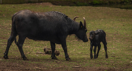 Water buffalo near dark dirty lake in cloudy summer day