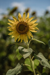 close up from a sunflower