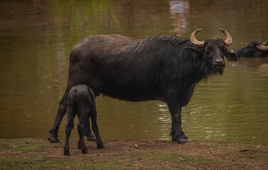 Water buffalo near dark dirty lake in cloudy summer day