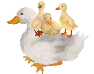 Poultry farming, Watercolor farm animals with transparent background