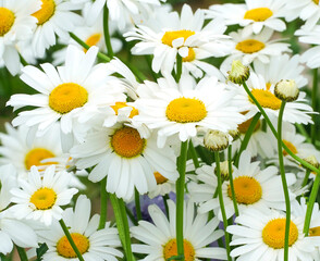 Beautiful garden daisies. Pharmacy chamomile. Daisies in the garden. Medicinal plants in your own garden. White flowers in the garden.