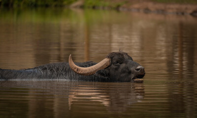 Water buffalo near dark dirty lake in cloudy summer day - Powered by Adobe