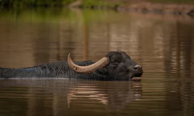 Foto auf Acrylglas Antireflex Water buffalo near dark dirty lake in cloudy summer day © luzkovyvagon.cz