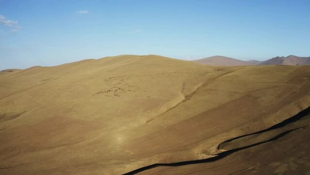 Aerial view of herd of sheep in Igdir. 4K footage in Turkey