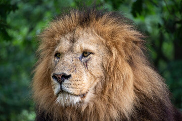 portrait of a lion