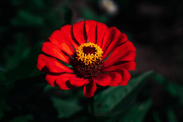 red flower in the garden