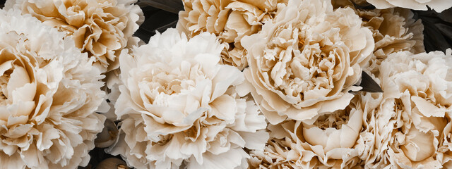 beige peonies on dark background. minimal floral and nature style, selective focus, holiday card. coffee tones flowers, modern design, boho concept.