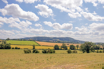 Summertime meadows in the UK.