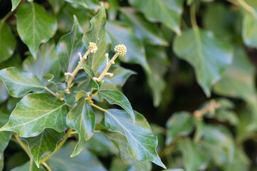 Hedera helix - Common ivy - Lierre grimpant