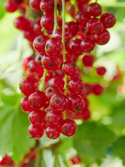 branch of ripe red currant in a garden on green background
