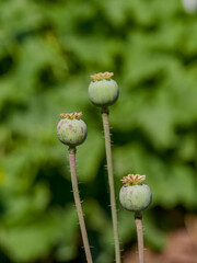 Opium poppy heads, close-up. Papaver somniferum, commonly known as the opium poppy or breadseed poppy, is a species of flowering plant - obrazy, fototapety, plakaty