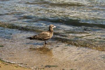 young seagull on the seashore