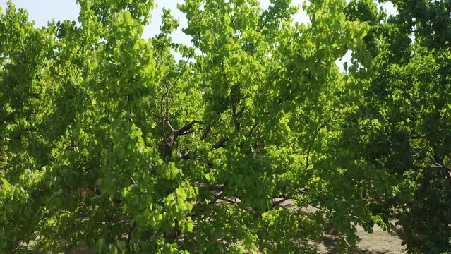 Aerial view of Igdir Irem Vineyards. 4K Footage in Turkey