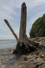 dry tree trunk on the shore