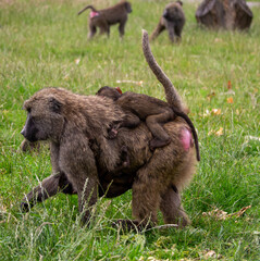 baboon on the ground