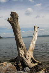 dry tree trunk on the shore