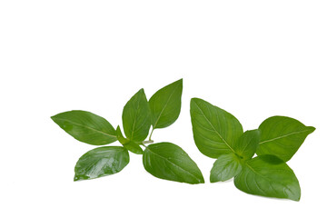 Thai herb , Holy Basil leaves on white background