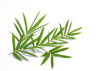 Bamboo leaves on white background