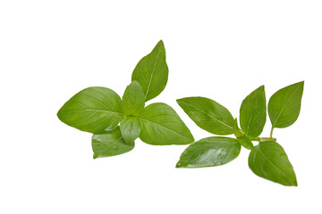 Thai herb ,  Basil leaves on white background