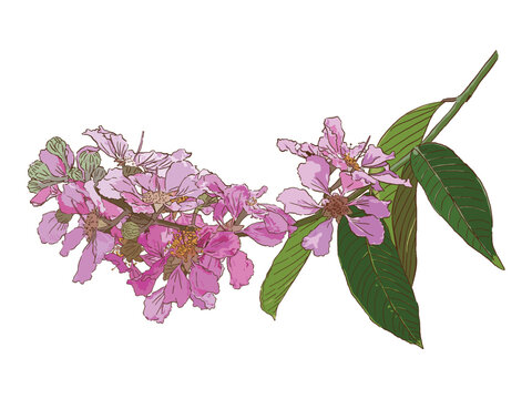 isolated purple Queen's Flower with leaves on white background, floral vector illustration