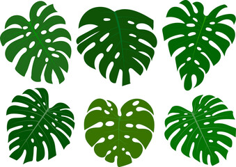 Set Monstera deliciosa Leaf Logo Vector Template Illustration Design PNG