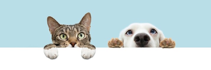 Banner summer pets , cat and dog hiding and hanging paws over a blank. Isolated on blue pastel...