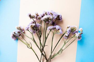 bouquet of purple dried flowers on a beige and blue background. Dry flowers for decorating bouquets