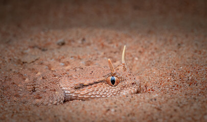 Arabian horned viper snake in desert 