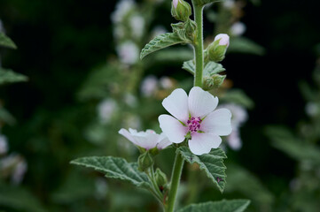 Wild flower Althaea officinalis in the garden.