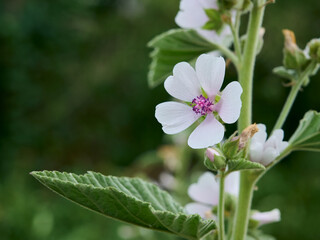 Wild flower Althaea officinalis in the garden.