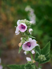 Wild flower Althaea officinalis in the garden.