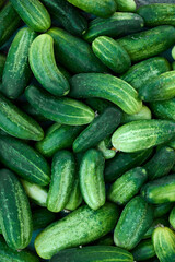 Close up of fresh organic green cucumbers.
