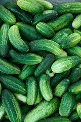 Close up of fresh organic green cucumbers.