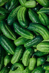 Close up of fresh organic green cucumbers.