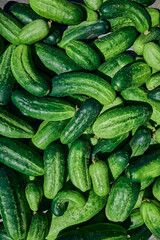 Close up of fresh organic green cucumbers.