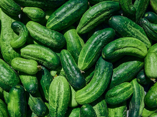Close up of fresh organic green cucumbers.