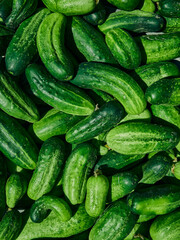 Close up of fresh organic green cucumbers.