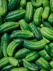 Close up of fresh organic green cucumbers.