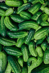 Close up of fresh organic green cucumbers.
