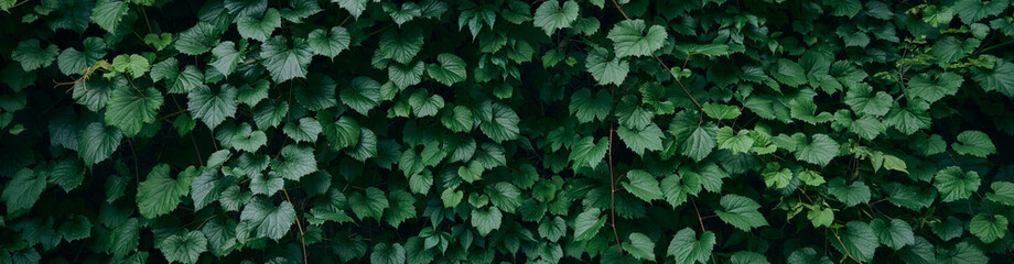 Fototapeta na wymiar Background of fresh green leaves.