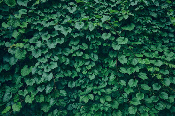 Background of fresh green leaves.