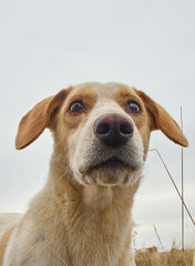 Village dog on the field.