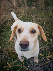 Village dog on the field.