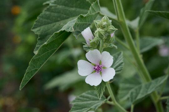Wild flower Althaea officinalis in the garden.