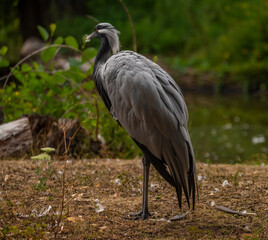 Gray heron near green lake in summer sunny day