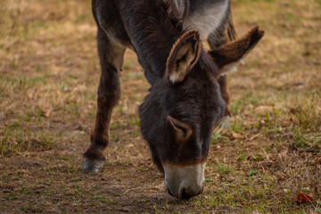 Dark gray donkey on green grass in cloudy summer day