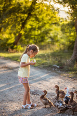 Fototapeta premium Girl feeding ducks. Village walk.