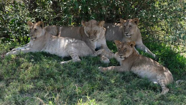 Young Lions resting in shade  in Masai Mara Game Reserve of Kenya