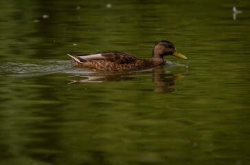 Obraz premium Brown duck near dirty water lake in summer dry day